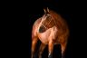 DSC_1030-HD.jpg