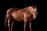 DSC_1336-HD.jpg