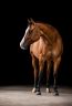 DSC_1206-HD.jpg