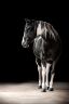 DSC_1082-HD.jpg