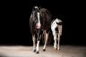 DSC_1116-HD.jpg