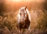 DSC_1760-HD.jpg