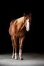 DSC_1426-HD.jpg